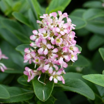 Escallonia laevis Pink Elle Lades - Andenstrauch