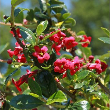 Escallonia compacta Coccinea - Andenstrauch