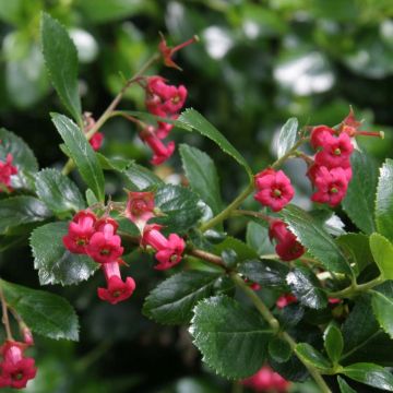 Escallonia rubra var. Macrantha Crimson Spire - Andenstrauch