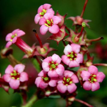 Escallonia rubra var. macrantha - Andenstrauch