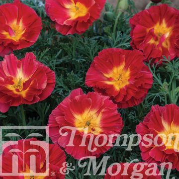 Goldmohn Cherry Swirl (Samen) - Eschscholzia californica