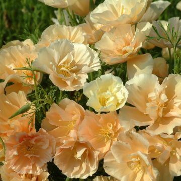 Graines de Pavot de Californie Pink Champagne- Eschscholzia californica 