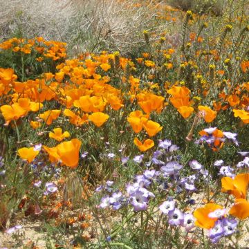 Goldmohn Sun shades (Samen) - Eschscholzia californica