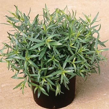 Estragon Pflanzen - Artemisia dracunculus