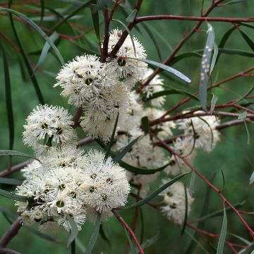 Eucalyptus apiculata