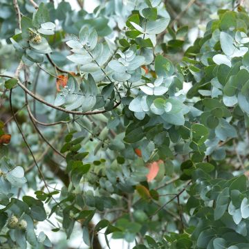 Eucalyptus cinerea