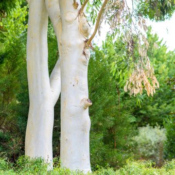 Eucalyptus dalrympleana - Breitblättriger Eukalyptus