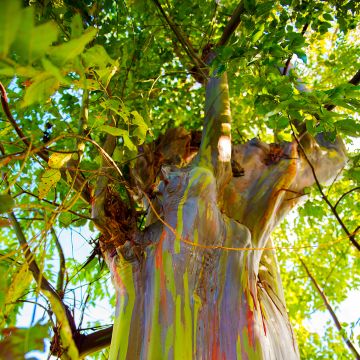 Eucalyptus deglupta - Regenbogen-Eukalyptus