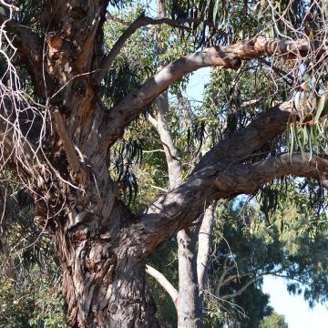 Eucalyptus globulus subsp. bicostata