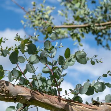 Eucalyptus gunnii subsp divaricata - Mostgummi-Eukalyptus