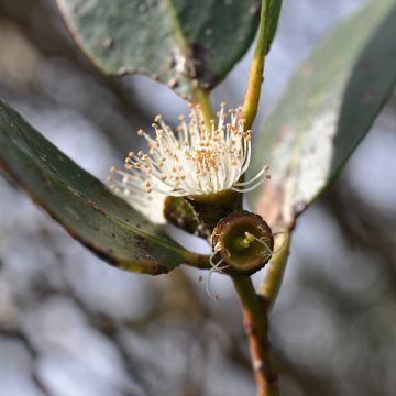 Eucalyptus kybeanensis