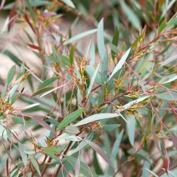 Eucalyptus mitchelliana - Eukalyptus