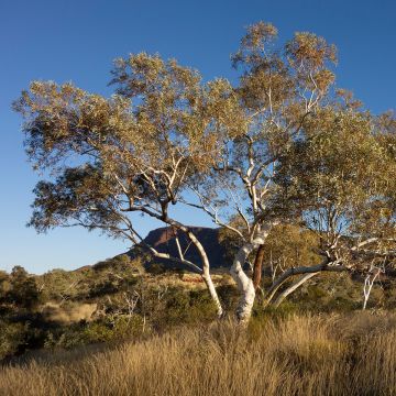 Eucalyptus pauciflora subsp. hedraia Falls Creek - Schnee-Eucalyptus