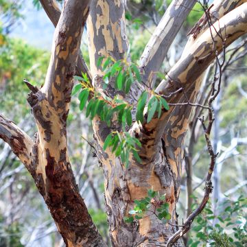 Eucalyptus pauciflora subsp. pauciflora Adaminaby - Schnee-Eucalyptus