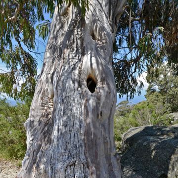 Eucalyptus pauciflora subsp. pauciflora Buffalo - Schnee-Eucalyptus