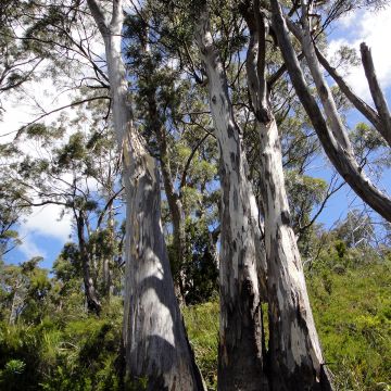 Eucalyptus pulchella