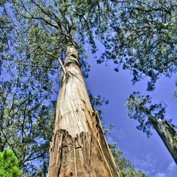 Eucalyptus regnans - Eucalyptus géant, Gommier royal