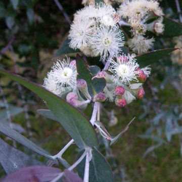 Eucalyptus risdonii