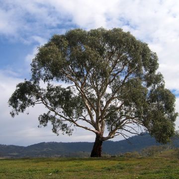 Eucalyptus rubida