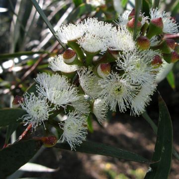 Eucalyptus gregsoniana