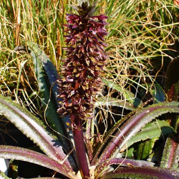 Eucomis wandermerwei Freckles - Schopflilie