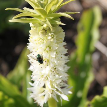 Eucomis autumnalis - Eucomide