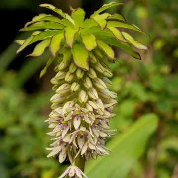 Eucomis bicolor - Schopflilie