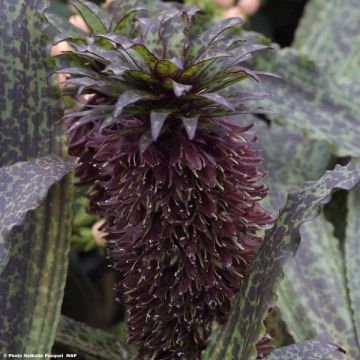 Eucomis vandermerwei Octopus - Schopflilie