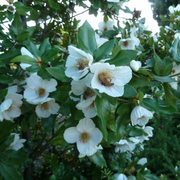 Eucryphia intermedia Rostrevor - Eucryphie