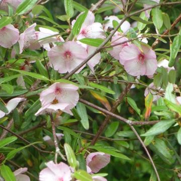 Eucryphia lucida Ballerina - Eucryphie