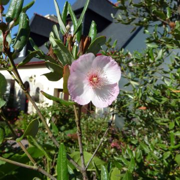 Eucryphia lucida Pink cloud - Eucryphie