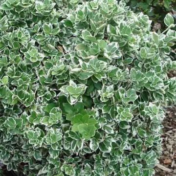 Euonymus fortunei Emerald Gaiety - Fusain