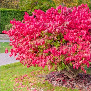 Euonymus alatus Ciliatodentatus - Pfaffenhütchen