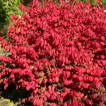 Euonymus alatus Fire Ball - Pfaffenhütchen