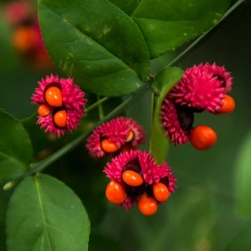 Euonymus americanus - Pfaffenhütchen