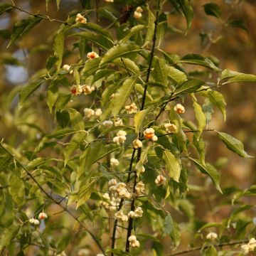 Pfaffenhütchen Albus - Euonymus europaeus