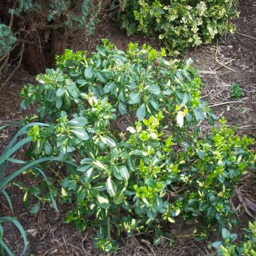 Spindelstrauch Blondy - Euonymus fortunei