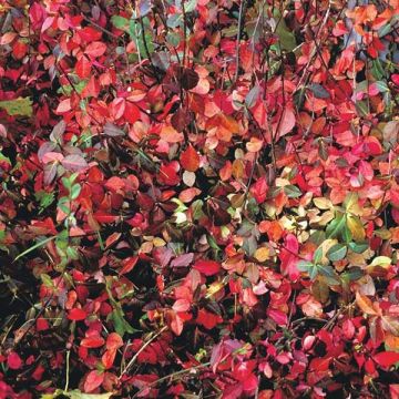 Spindelstrauch Coloratus - Euonymus fortunei