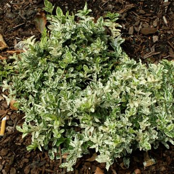 Spindelstrauch Harlequin - Euonymus fortunei