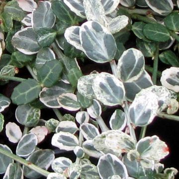 Euonymus fortunei Silver Carpet - Fusain persistant