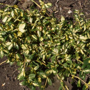 Spindelstrauch Sunspot - Euonymus fortunei