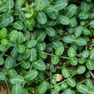 Spindelstrauch Tustin - Euonymus fortunei