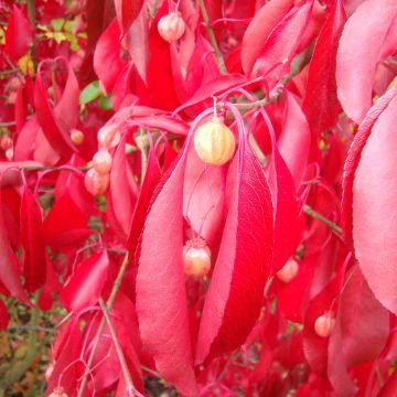 Japanischer Spindelstrauch Red Wine - Euonymus grandiflorus