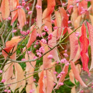 Euonymus maackii - Pfaffenhütchen