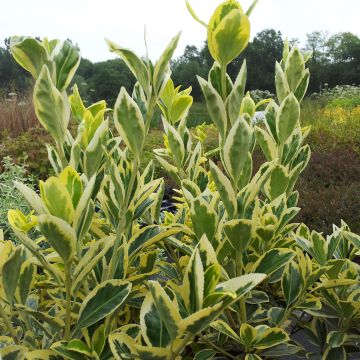 Euonymus japonicus Bravo - Fusain du Japon