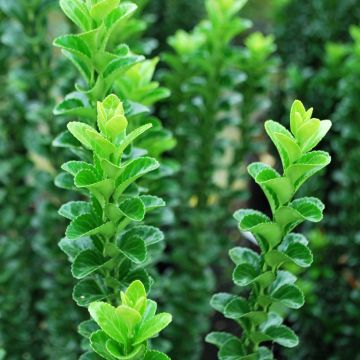 Japanischer Spindelstrauch Green Rocket - Euonymus japonicus