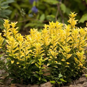 Japanischer Spindelstrauch Happiness - Euonymus japonicus