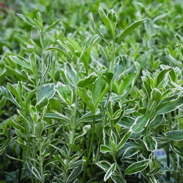 Euonymus japonicus Suzanne - Fusain du Japon