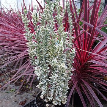 Japanischer Spindelstrauch White Spire - Euonymus japonicus