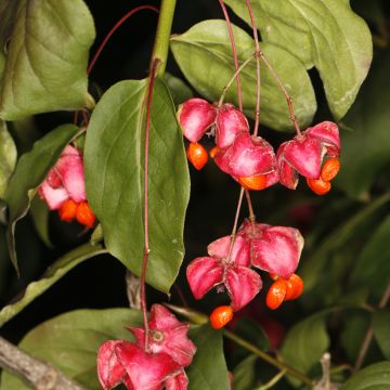 Euonymus latifolius - Pfaffenhütchen